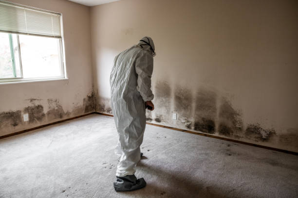 Mold Documentation for Insurance Claims in San Antonio, TX